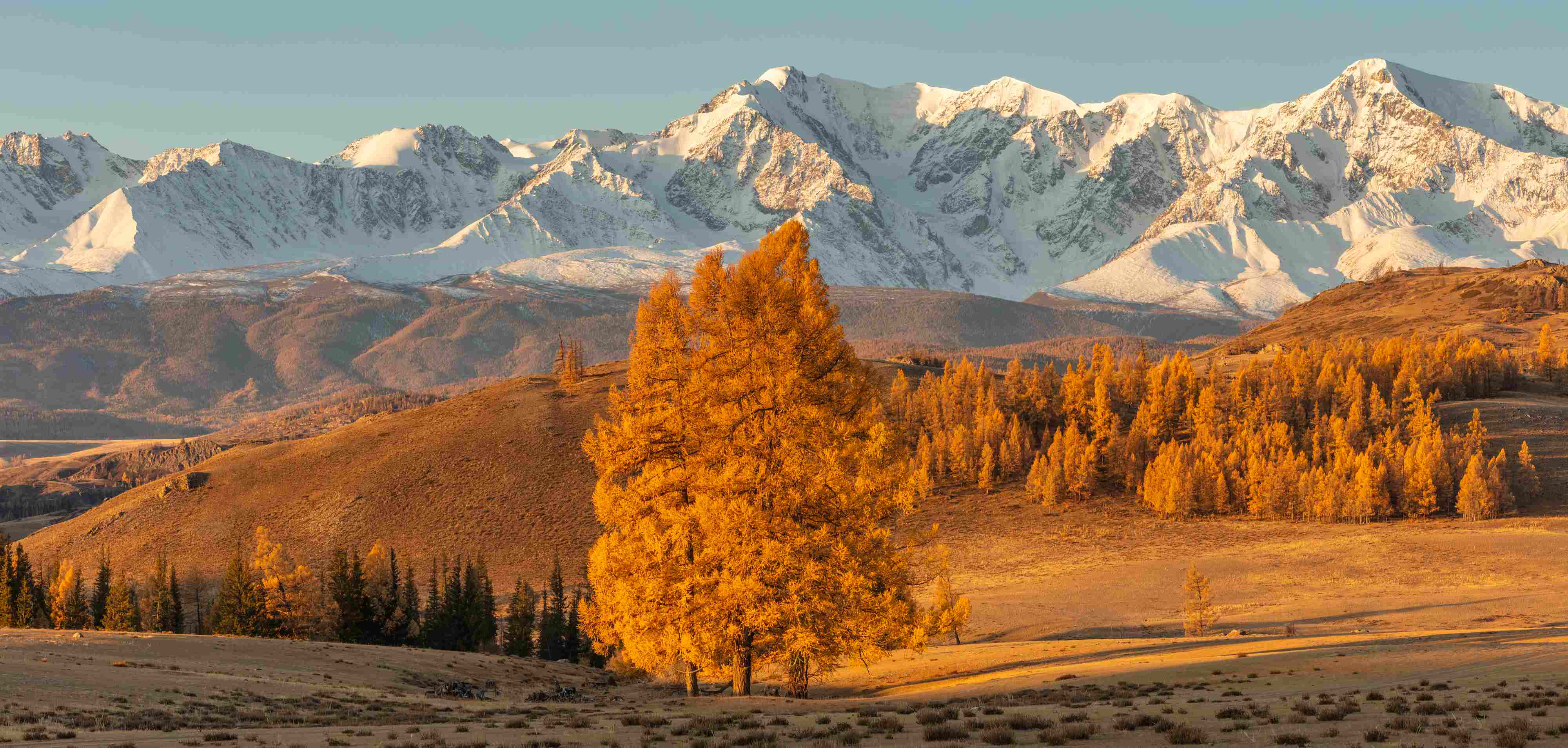 花瓣素材_美丽的全景山谷充满了金色的树和白色的雪山在背景和一棵孤独的树在前景。下降时间。日出。阿尔泰山脉,俄罗_173629940